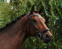 dressage horse Laila 356 (Hessian Warmblood, 2002, from Latouro)