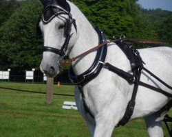 Pferd Eric (Sächs.-Thür. Schweres Warmbl., 2006, von Epomeo)