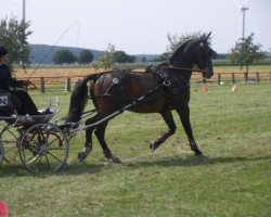 Pferd Max (Sächs.-Thür. Schweres Warmbl., 2005, von Millionär)