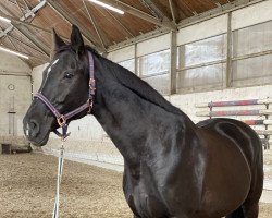 dressage horse Waynona 4 (Bavarian, 2003, from Alvarez)