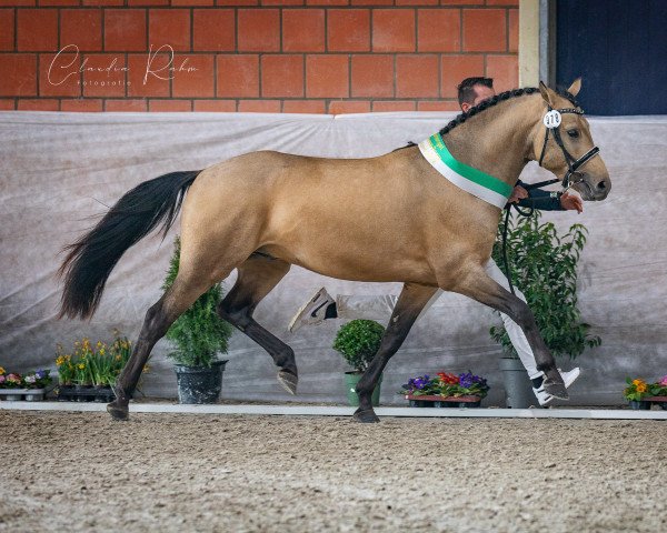 Deckhengst Phadraigs Blue Spirit (New-Forest-Pony, 2019, von Phadraigs Sullivan)