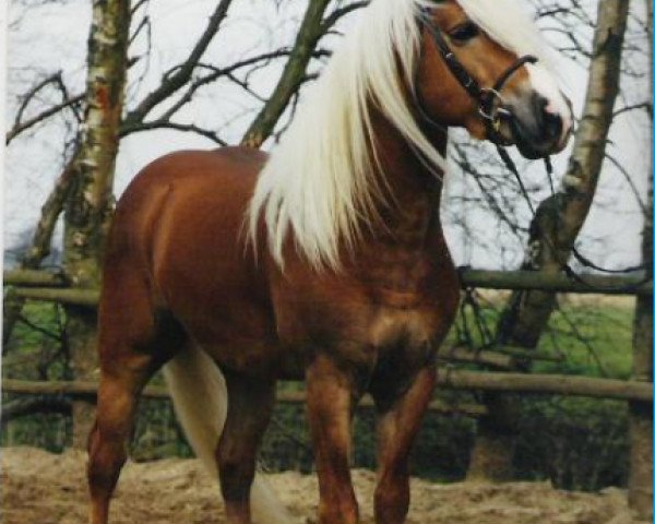 stallion Almkoenig II (Haflinger, 1988, from Almrausch)