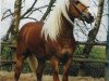 stallion Almkoenig II (Haflinger, 1988, from Almrausch)