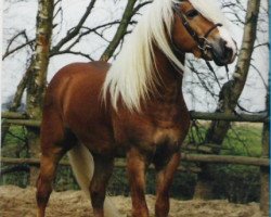 Deckhengst Almkoenig II (Haflinger, 1988, von Almrausch)