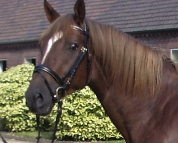 dressage horse Havanero 3 (Trakehner, 2006, from Pricolino)