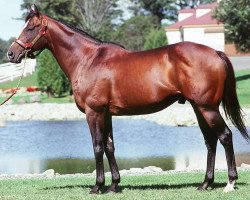 stallion Admire Max xx (Thoroughbred, 1999, from Sunday Silence xx)