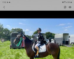 dressage horse Golden Gun H (German Riding Pony, 2008, from Nibelungenheld II)