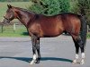 stallion Wild Rush xx (Thoroughbred, 1994, from Wild Again xx)