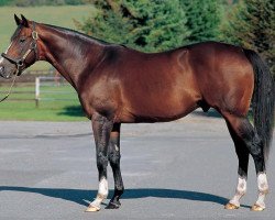 stallion Wild Rush xx (Thoroughbred, 1994, from Wild Again xx)