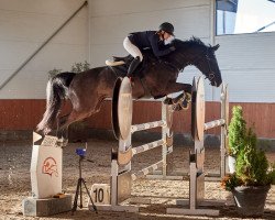 jumper Holly Ask (Danish Warmblood, 2015)