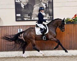 dressage horse Legend of Toto Evo (KWPN (Royal Dutch Sporthorse), 2016, from Glock's Toto Jr.)