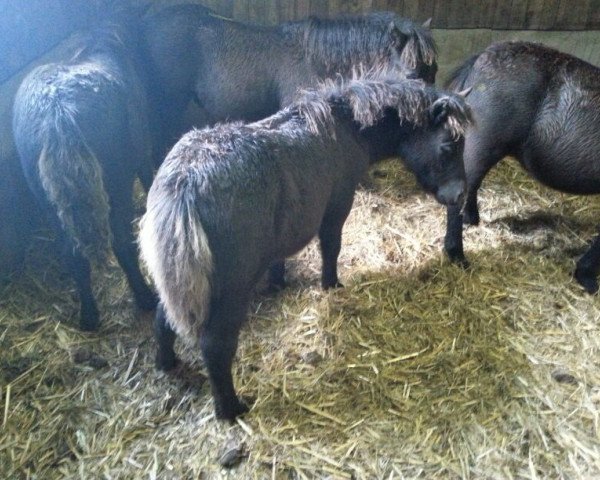 dressage horse Gouverneur v.d. Buitenweg (Shetland Pony, 2013, from Tres bien v. Stal Wilcas)