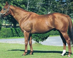 stallion South Vigorous xx (Thoroughbred, 1996, from End Sweep xx)