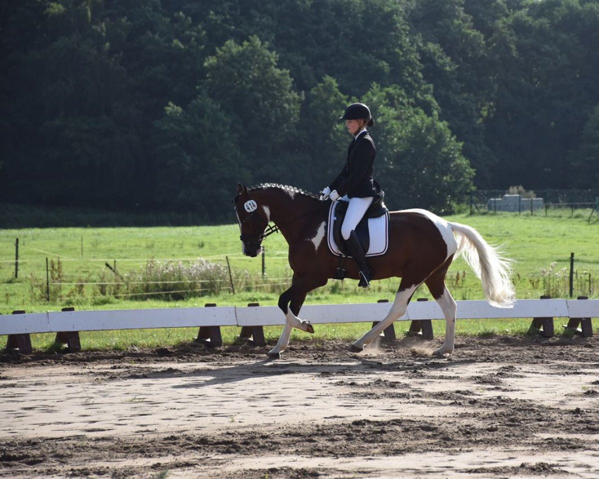 Dressurpferd Raphael D (Lewitzer, 2003, von Ramses ben Galdos ox)