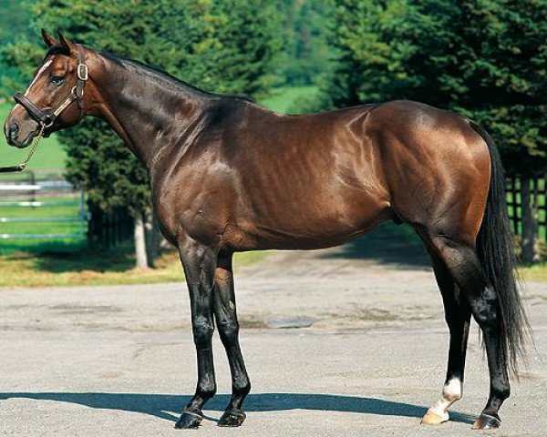 stallion Sinister Minister xx (Thoroughbred, 2003, from Old Trieste xx)