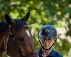 jumper Our Trendy Vivendi (Irish Sport Horse, 2010)