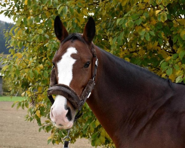 jumper Charming Owl (Austrian Warmblood, 2010)