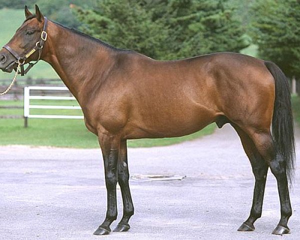 stallion Miscast xx (Thoroughbred, 1998, from Sunday Silence xx)