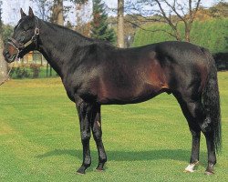 stallion Tayasu Tsuyoshi xx (Thoroughbred, 1992, from Sunday Silence xx)