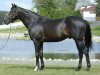 stallion Stay Gold xx (Thoroughbred, 1994, from Sunday Silence xx)