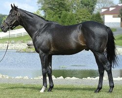 stallion Stay Gold xx (Thoroughbred, 1994, from Sunday Silence xx)