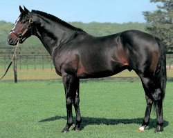 stallion Special Week xx (Thoroughbred, 1995, from Sunday Silence xx)