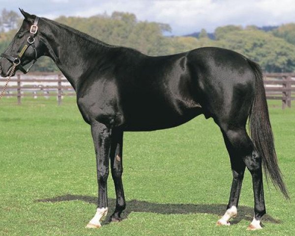 stallion Six Sense xx (Thoroughbred, 2002, from Sunday Silence xx)