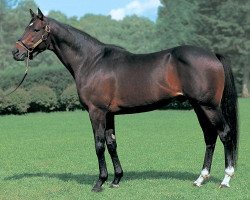 stallion Neo Universe xx (Thoroughbred, 2000, from Sunday Silence xx)