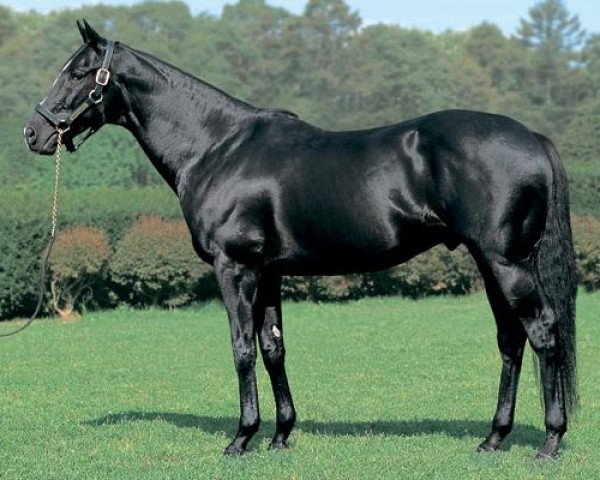 stallion Manhattan Cafe xx (Thoroughbred, 1998, from Sunday Silence xx)