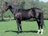 stallion Dance In The Dark xx (Thoroughbred, 1993, from Sunday Silence xx)