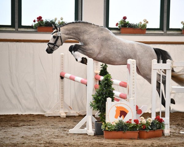 stallion Django (German Riding Pony, 2019, from Del Piero 25)