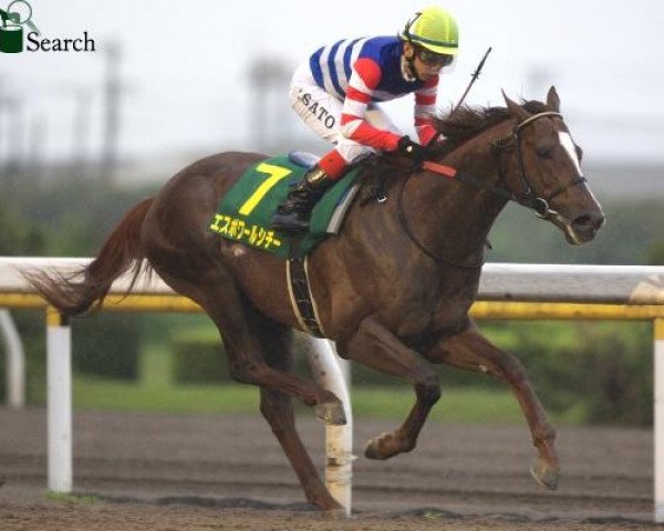 horse Espoir City xx (Thoroughbred, 2005, from Gold Allure xx)