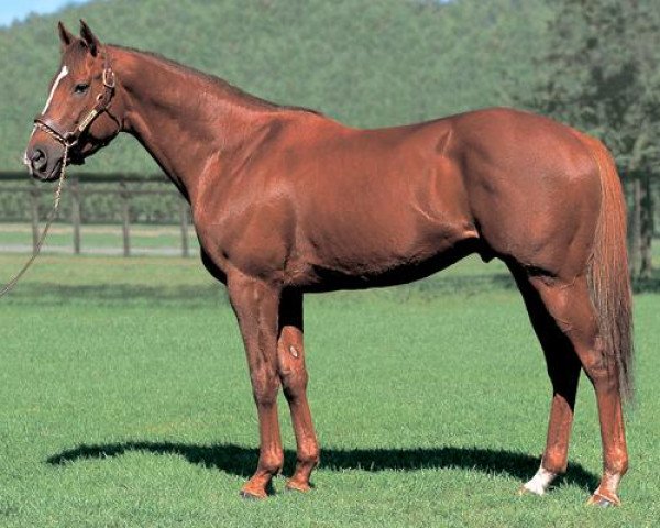 Deckhengst Gold Allure xx (Englisches Vollblut, 1999, von Sunday Silence xx)