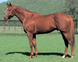 stallion Gold Allure xx (Thoroughbred, 1999, from Sunday Silence xx)