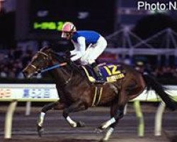 horse Blue Concorde xx (Thoroughbred, 2000, from Fusaichi Concorde xx)