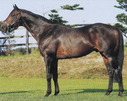 stallion Fusaichi Concorde xx (Thoroughbred, 1993, from Caerleon xx)