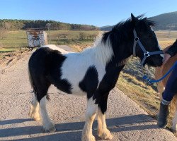 horse Milo (Tinker / Irish Cob / Gypsy Vanner, 2021, from Sullivan)