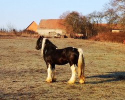 Deckhengst Sullivan (Tinker / Irish Cob / Gypsy Vanner, 2008, von Mc Kenzie)