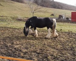 stallion Mc Kenzie (Tinker / Irish Cob / Gypsy Vanner, 2005, from Sergeant Pepper)