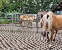 Zuchtstute Hallani (Haflinger, 2014, von Maisturm)