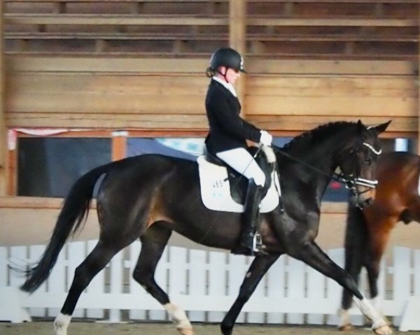 dressage horse Brianna 15 (Hanoverian, 2018, from Bon Coeur)