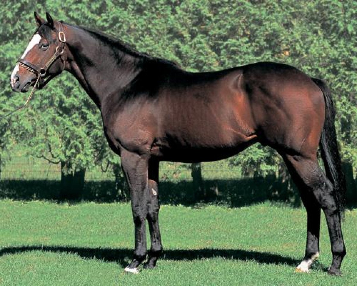 Deckhengst Tanino Gimlet xx (Englisches Vollblut, 1999, von Brian's Time xx)