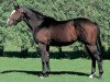 stallion Tanino Gimlet xx (Thoroughbred, 1999, from Brian's Time xx)