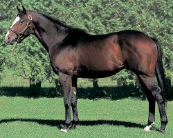 stallion Tanino Gimlet xx (Thoroughbred, 1999, from Brian's Time xx)