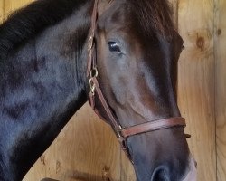 dressage horse Don Da Capo (Oldenburg, 2016, from De Niro)