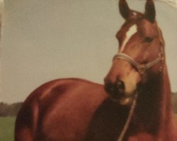 horse Gazpacho 14 (Hanoverian, 1995, from Grand Canyon)