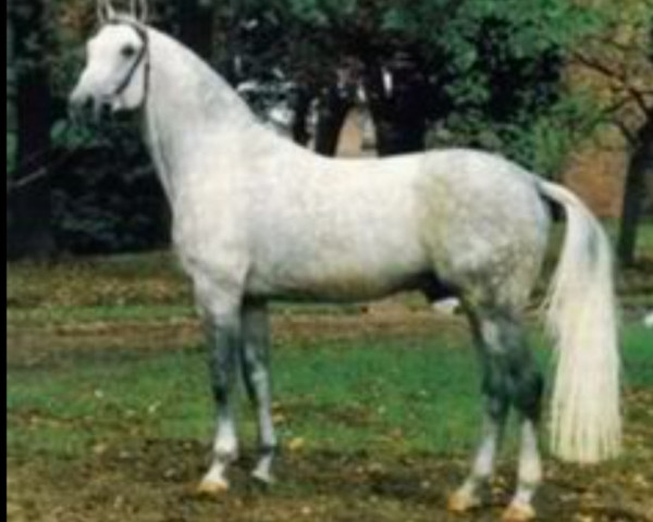 horse Picard (Hanoverian, 1977, from Pik Koenig)