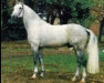 stallion Picard (Hanoverian, 1977, from Pik Koenig)