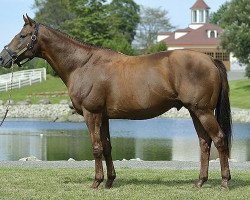 stallion Time Paradox xx (Thoroughbred, 1998, from Brian's Time xx)