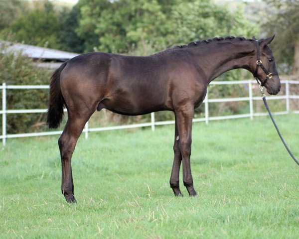 dressage horse Mon Coeur SR (Oldenburg, 2017, from Morricone)